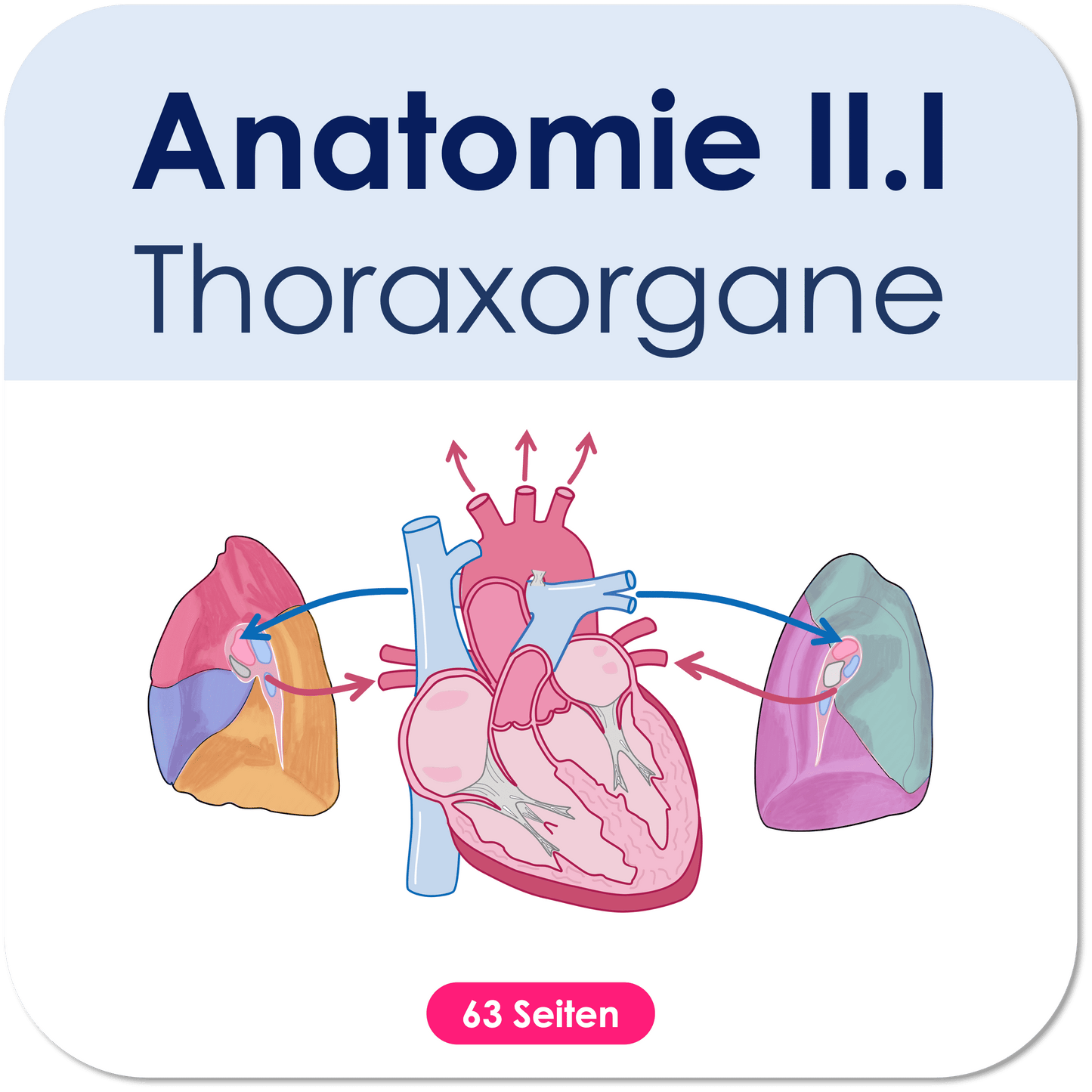 Anatomie II.I - Thoraxorgane