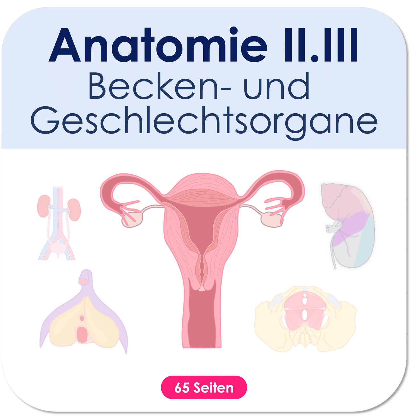 Anatomie II.III - Becken- und Geschlechtsorgane