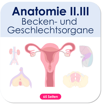 Anatomie II.III - Becken- und Geschlechtsorgane