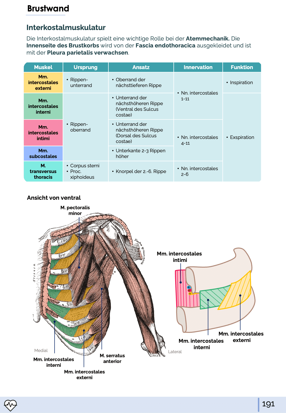 I. Anatomie - Allgemeine Anatomie und Bewegungsapparat - Medi Know