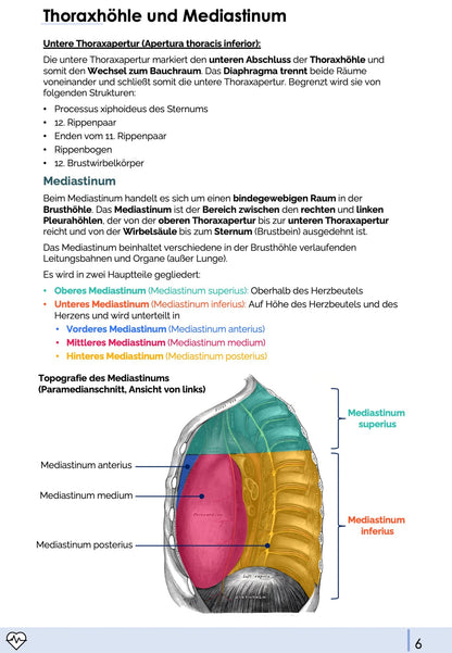 Anatomie II.I - Brustsitus