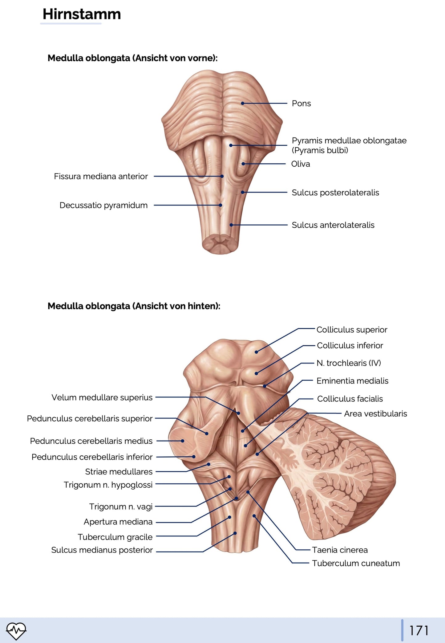 Anatomie III. - Kopf, Hals und Neuroanatomie