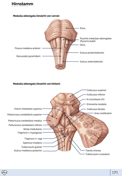 Anatomie III. - Kopf, Hals und Neuroanatomie