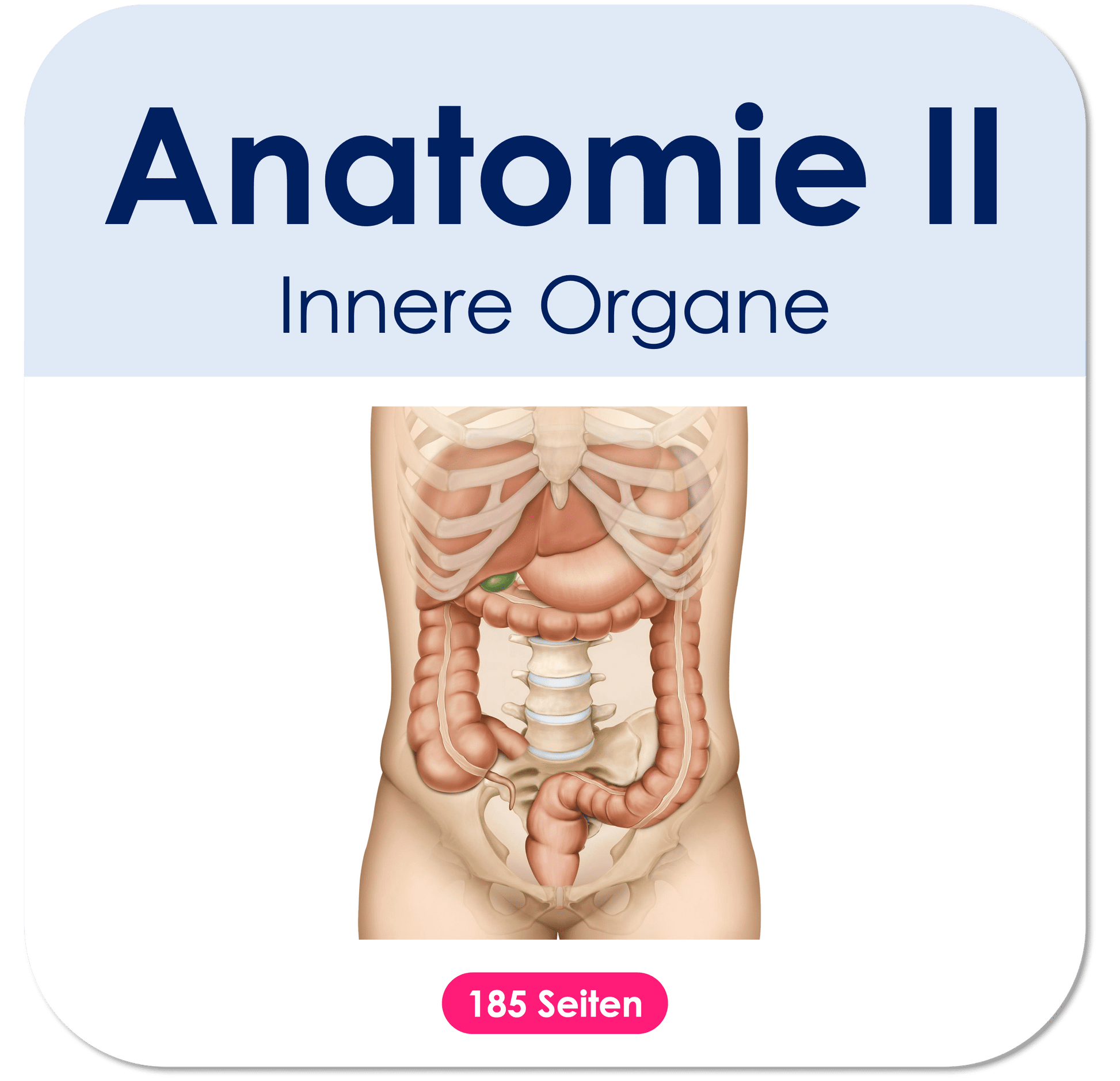 Anatomieinnereorgane