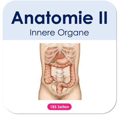Anatomieinnereorgane