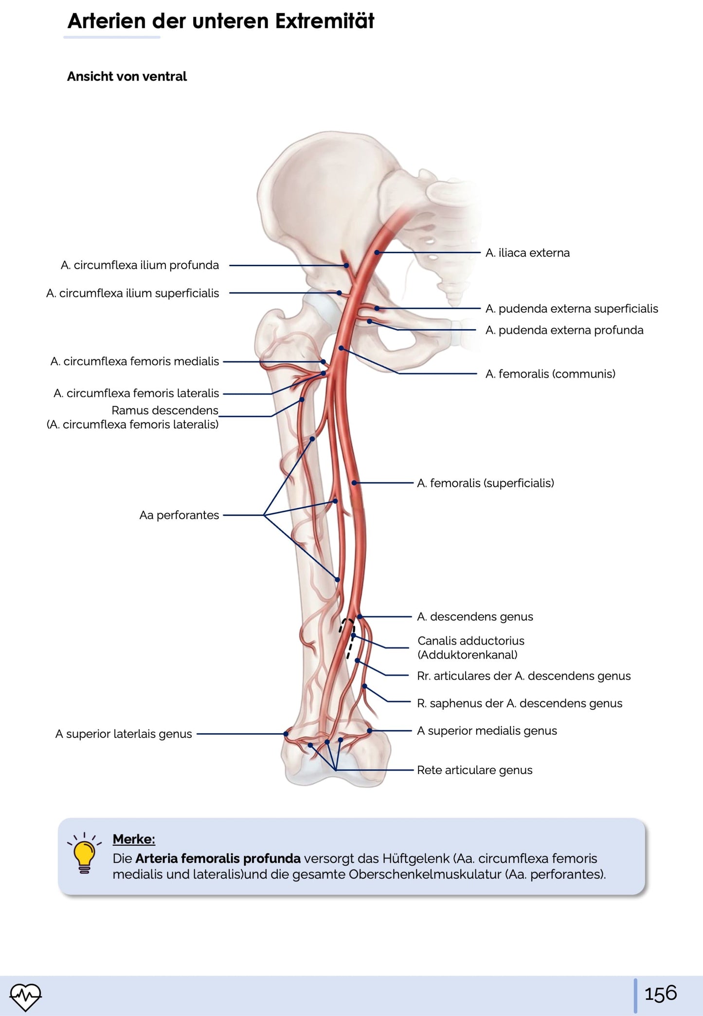 Anatomie I. - Allgemeine Anatomie und Bewegungsapparat