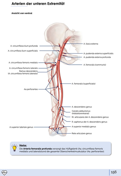 Anatomie I. - Allgemeine Anatomie und Bewegungsapparat