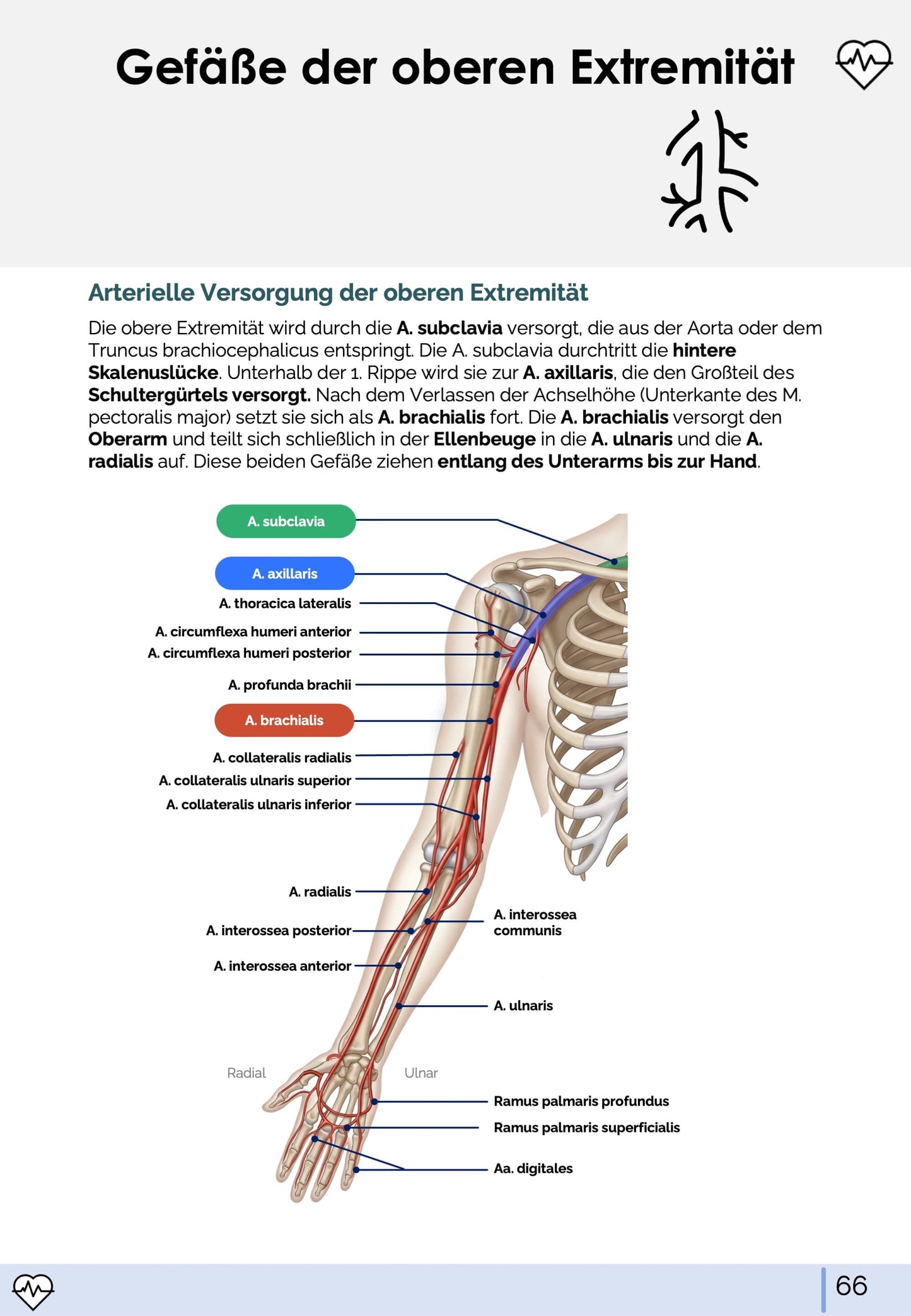 Anatomie I. - Allgemeine Anatomie und Bewegungsapparat