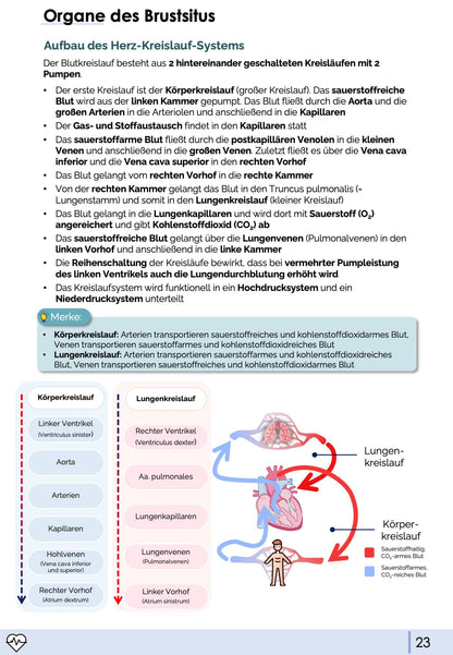 Anatomie II.I - Brustsitus