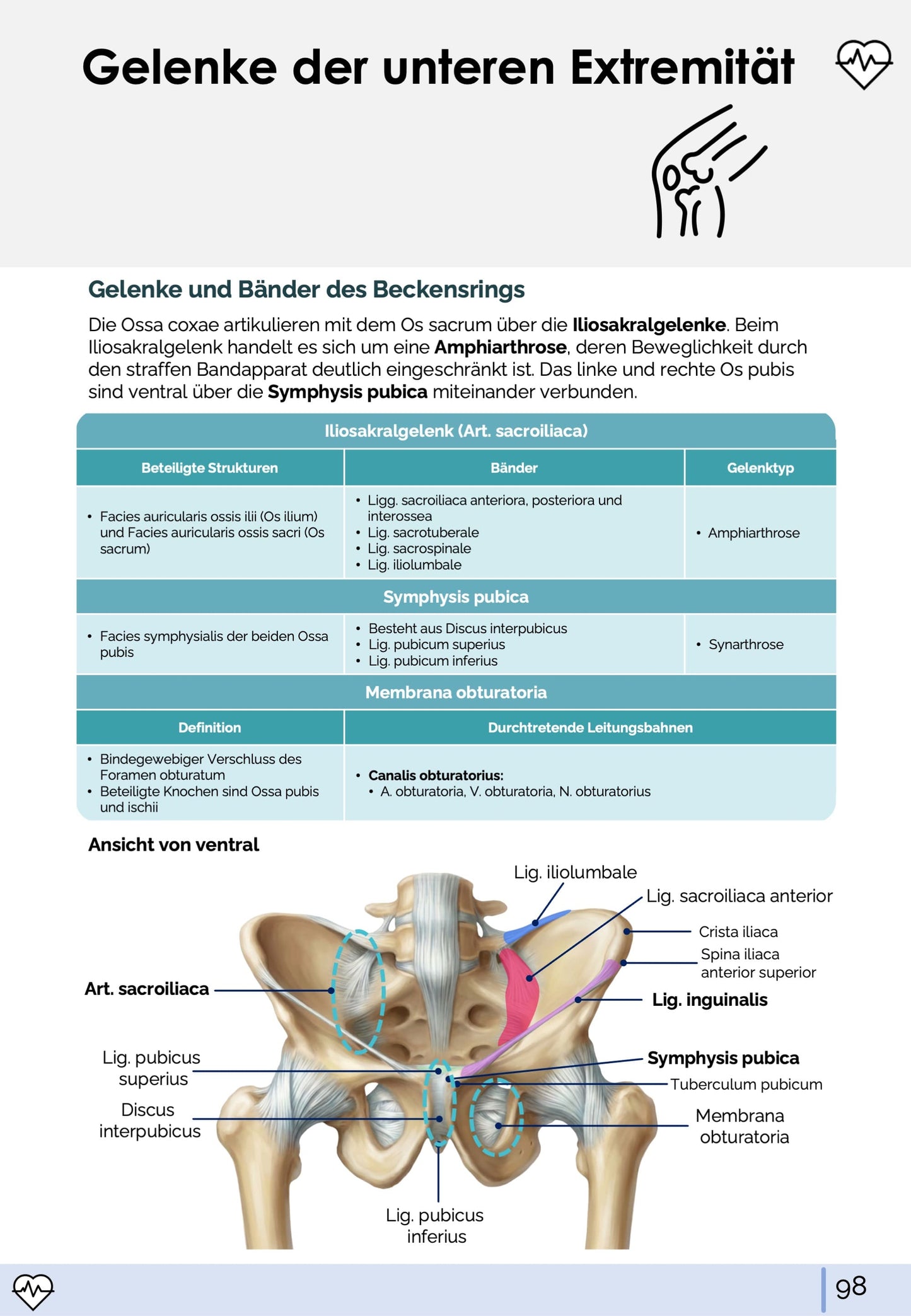 Anatomie I. - Allgemeine Anatomie und Bewegungsapparat