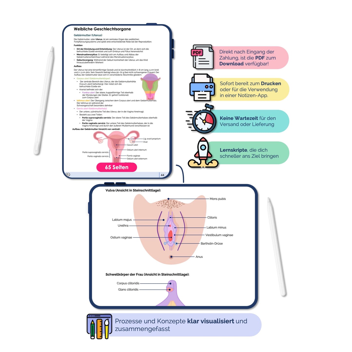 Anatomie II.III - Becken- und Geschlechtsorgane