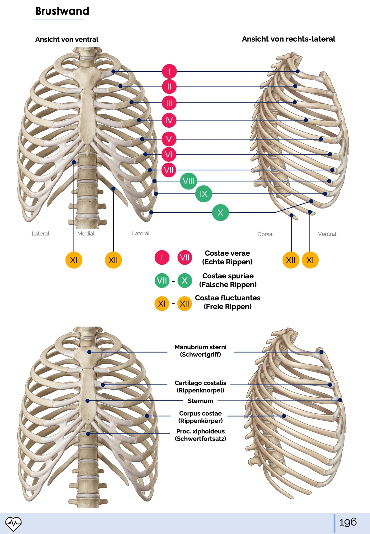 Anatomie I. - Allgemeine Anatomie und Bewegungsapparat