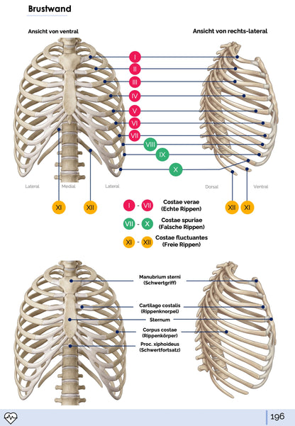 Anatomie I. - Allgemeine Anatomie und Bewegungsapparat