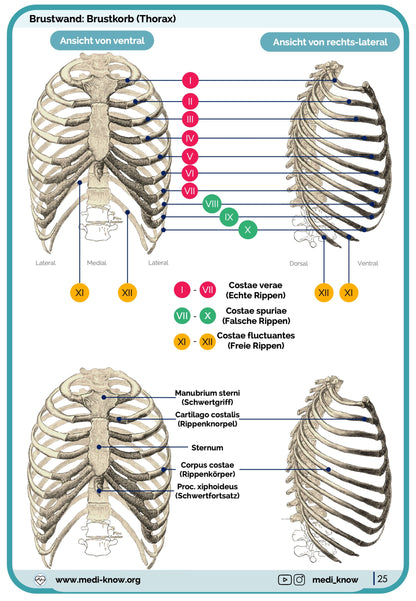 Knochen (Anatomie) - Lernkarten