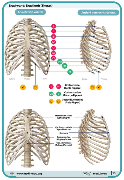 Knochen (Anatomie) - Lernkarten