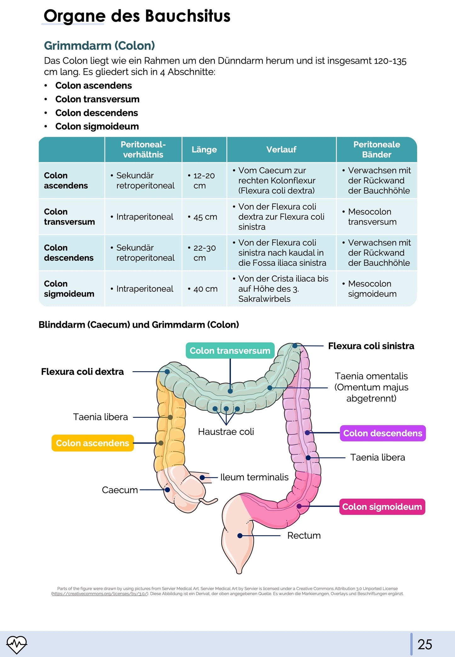 Anatomie & Physiologie-Bundle