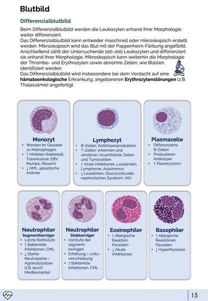 Physiologie-Skript Teil 4