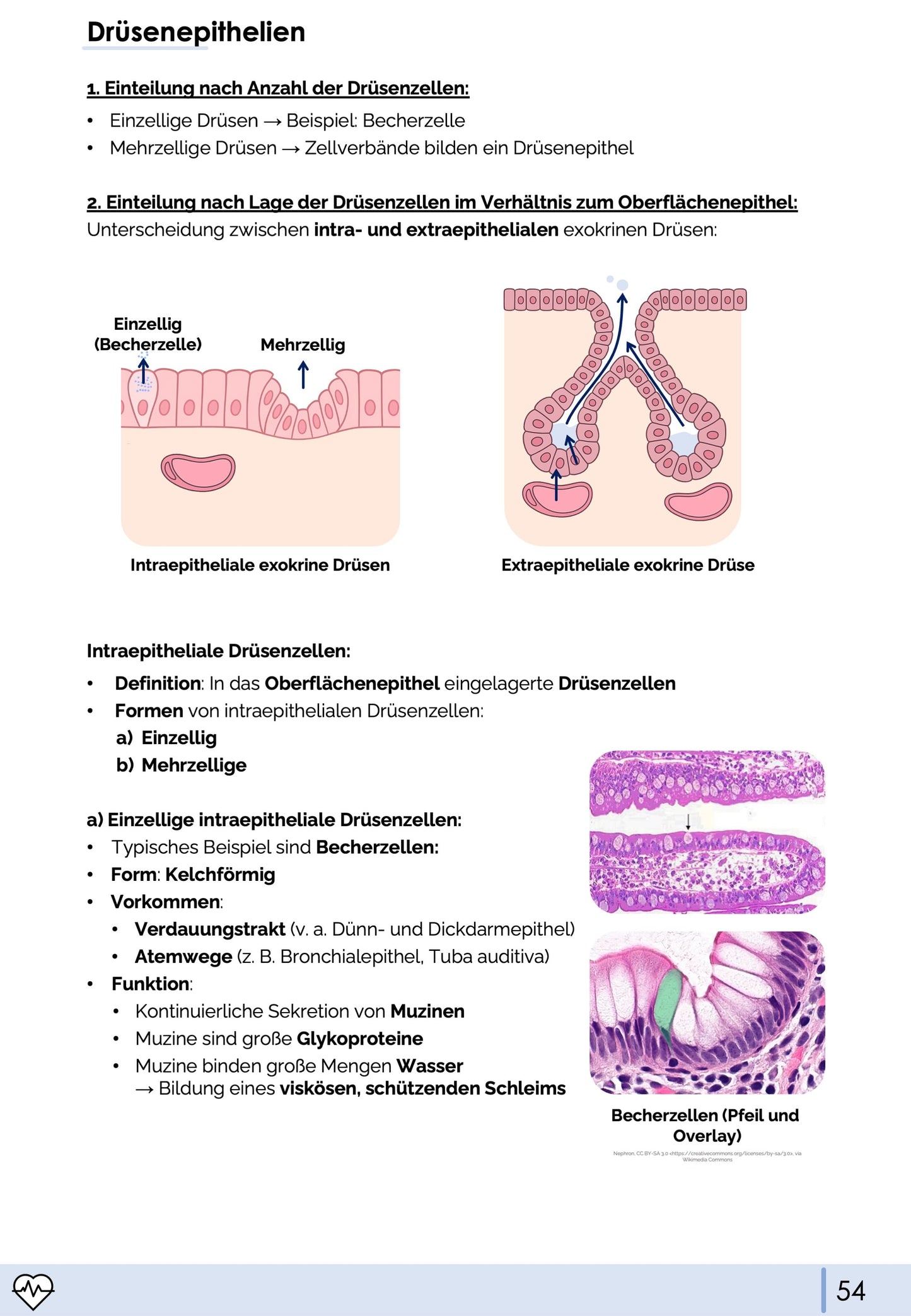 Histologie-Skript - Zytologie und Gewebelehre