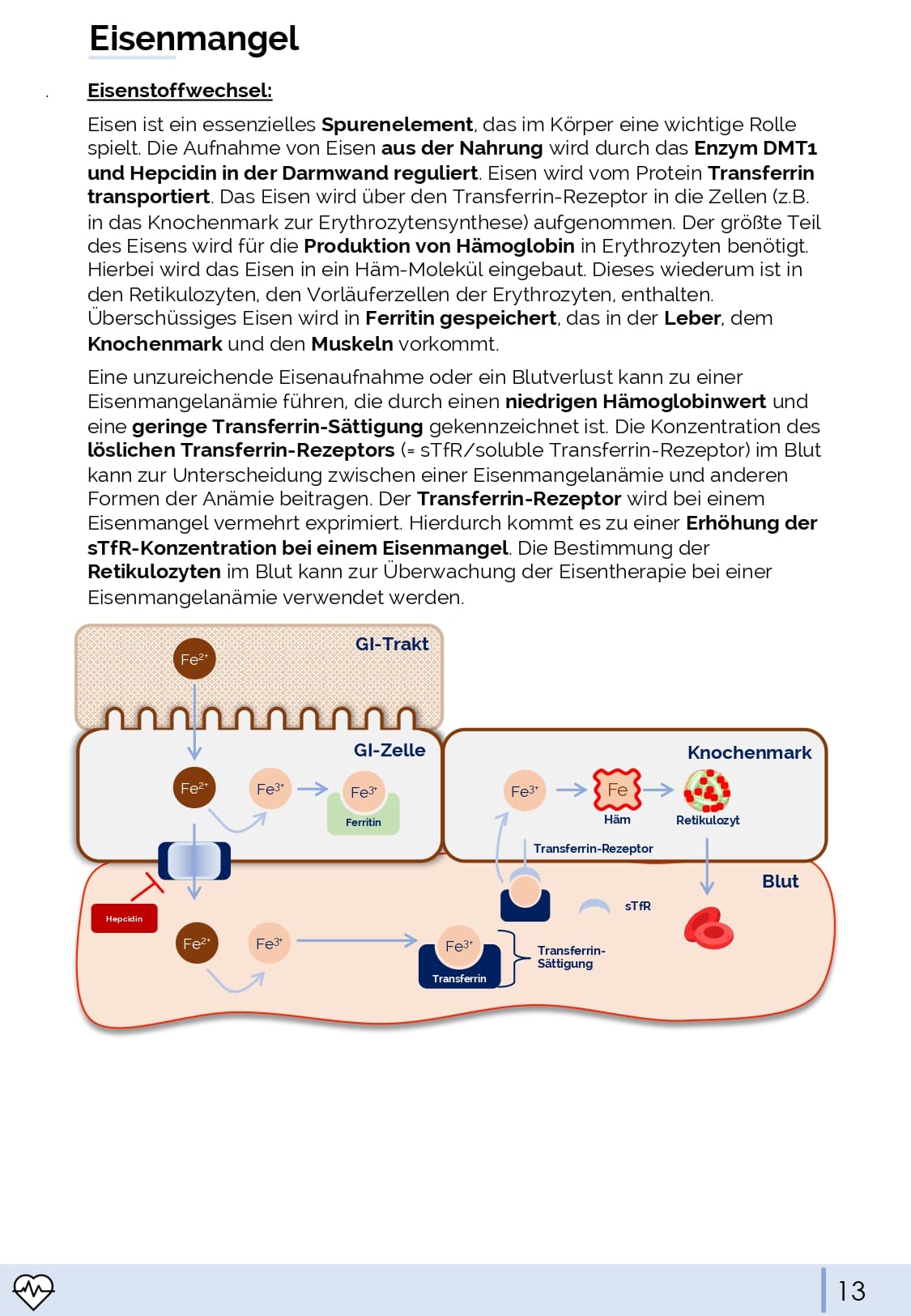 Physiologie-Skript Teil 4