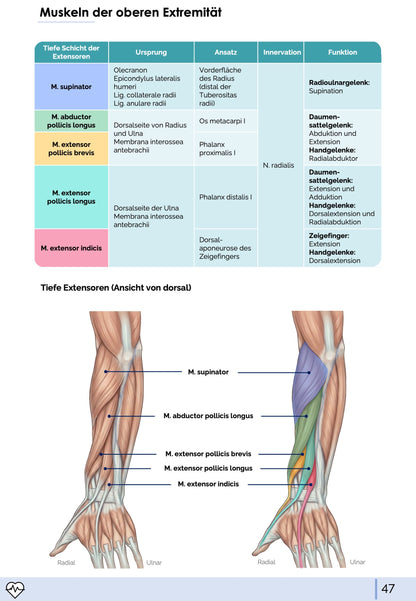 Anatomie I. - Allgemeine Anatomie und Bewegungsapparat