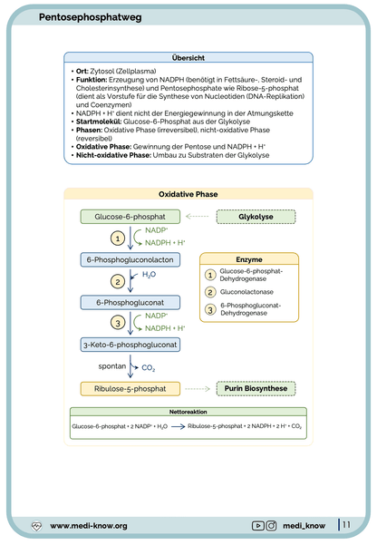 Lernkarten - Kohlenhydratstoffwechsel - Medi Know