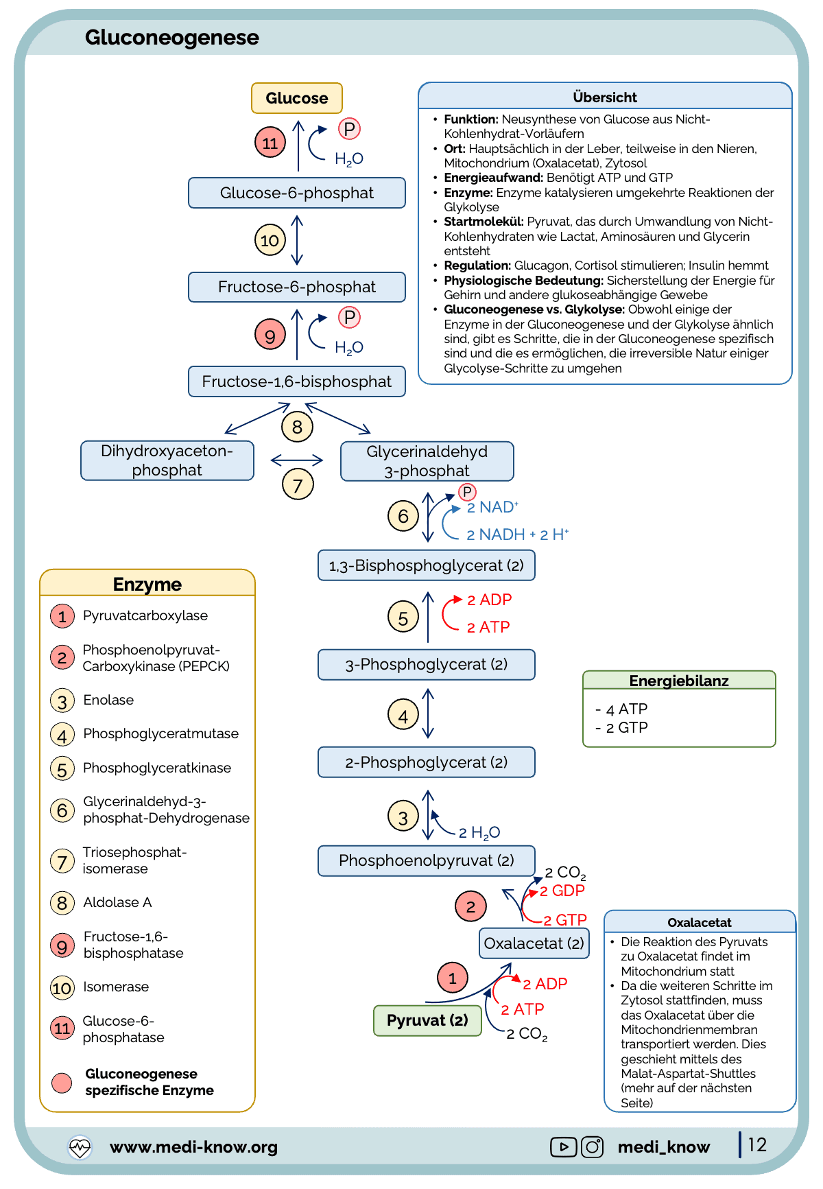 Lernkarten - Kohlenhydratstoffwechsel - Medi Know