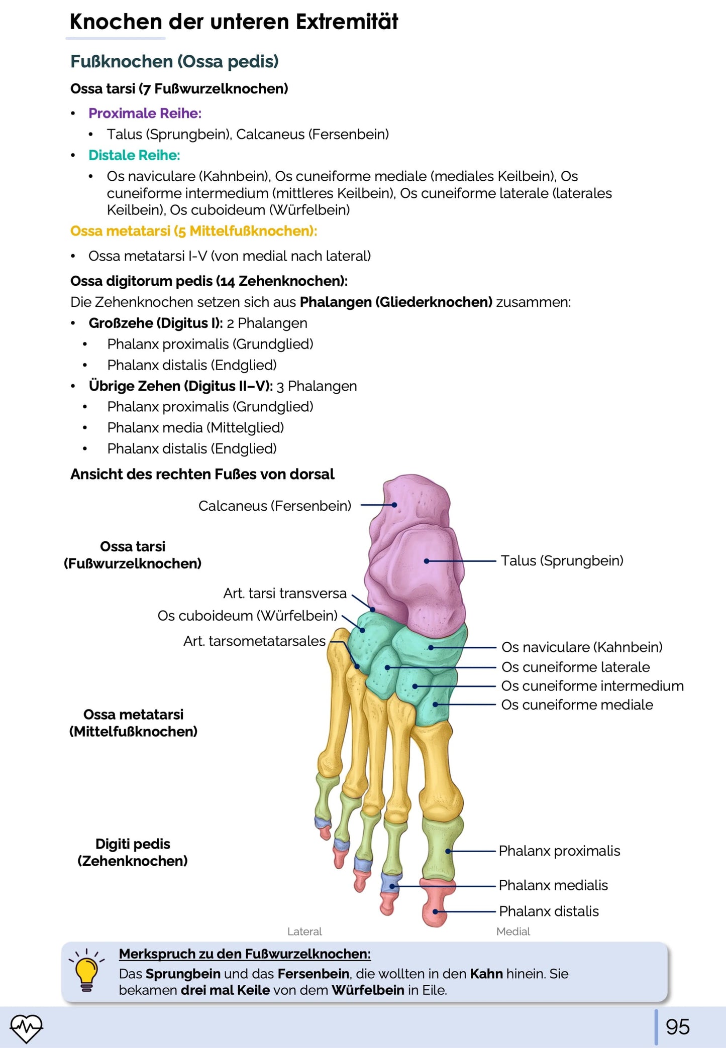 Anatomie I. - Allgemeine Anatomie und Bewegungsapparat