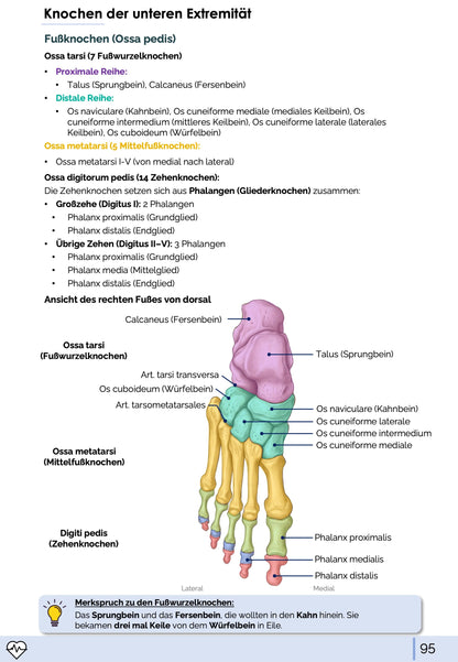 Anatomie I. - Allgemeine Anatomie und Bewegungsapparat