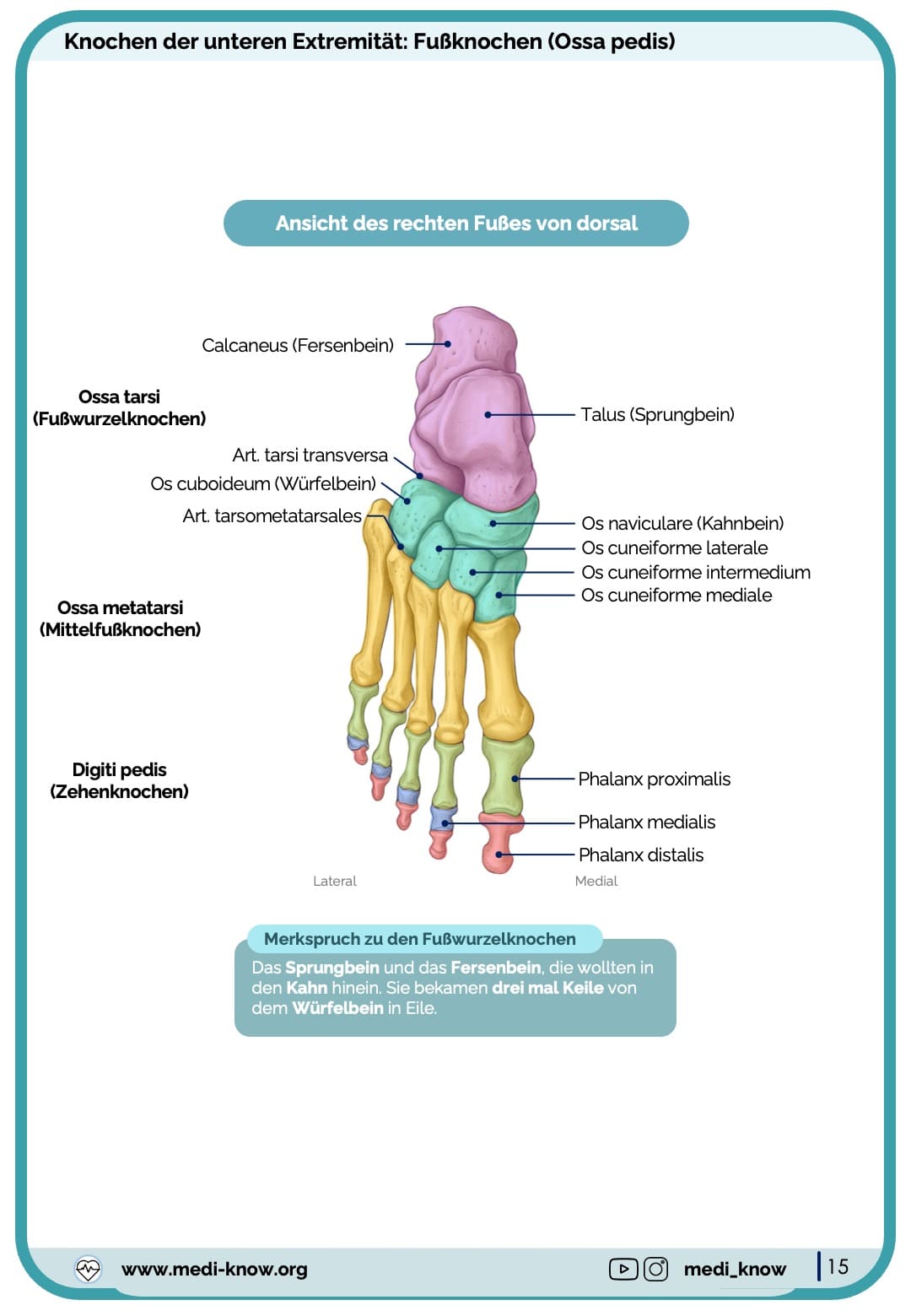 Knochen (Anatomie) - Lernkarten