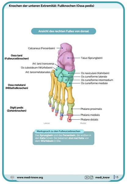 Knochen (Anatomie) - Lernkarten