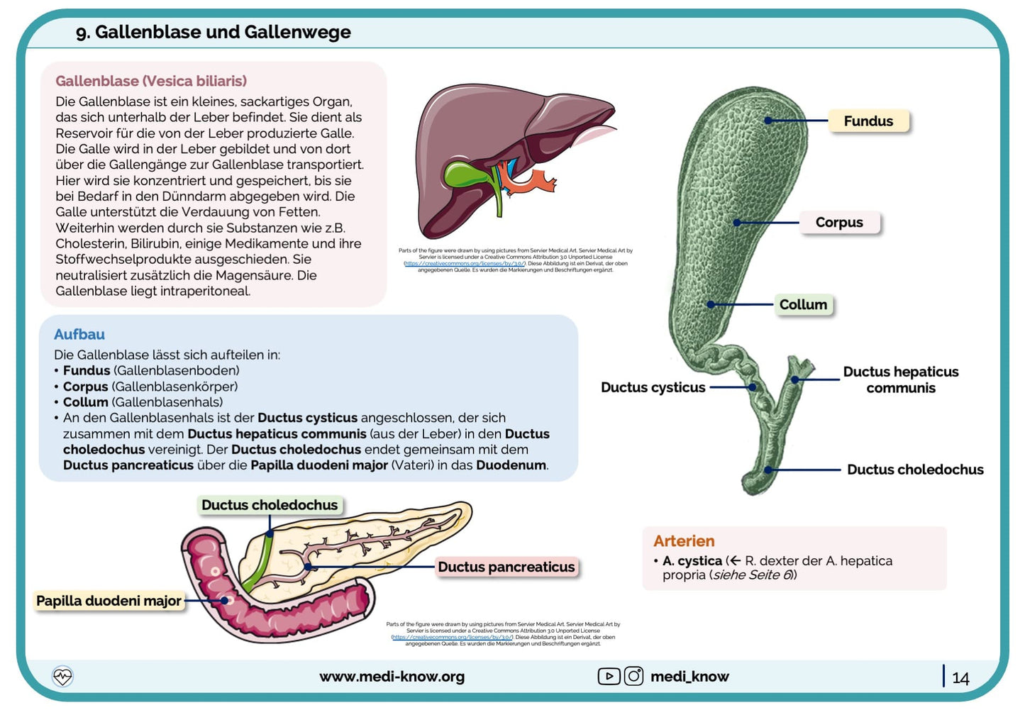 Lernkarten Verdauungstrakt (Anatomie) - Medi Know