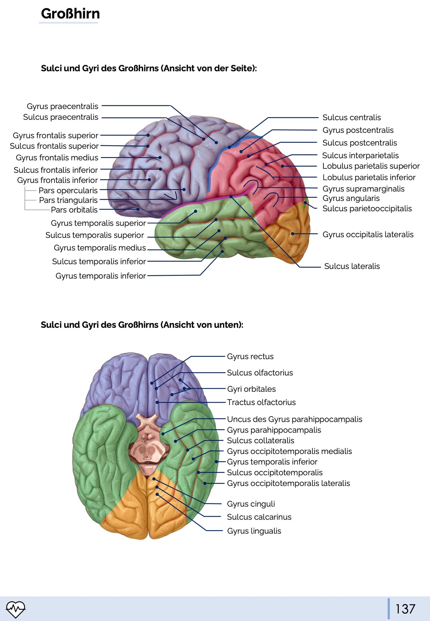 Anatomie III. - Kopf, Hals und Neuroanatomie