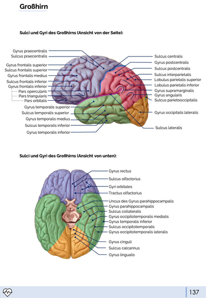 Anatomie III. - Kopf, Hals und Neuroanatomie