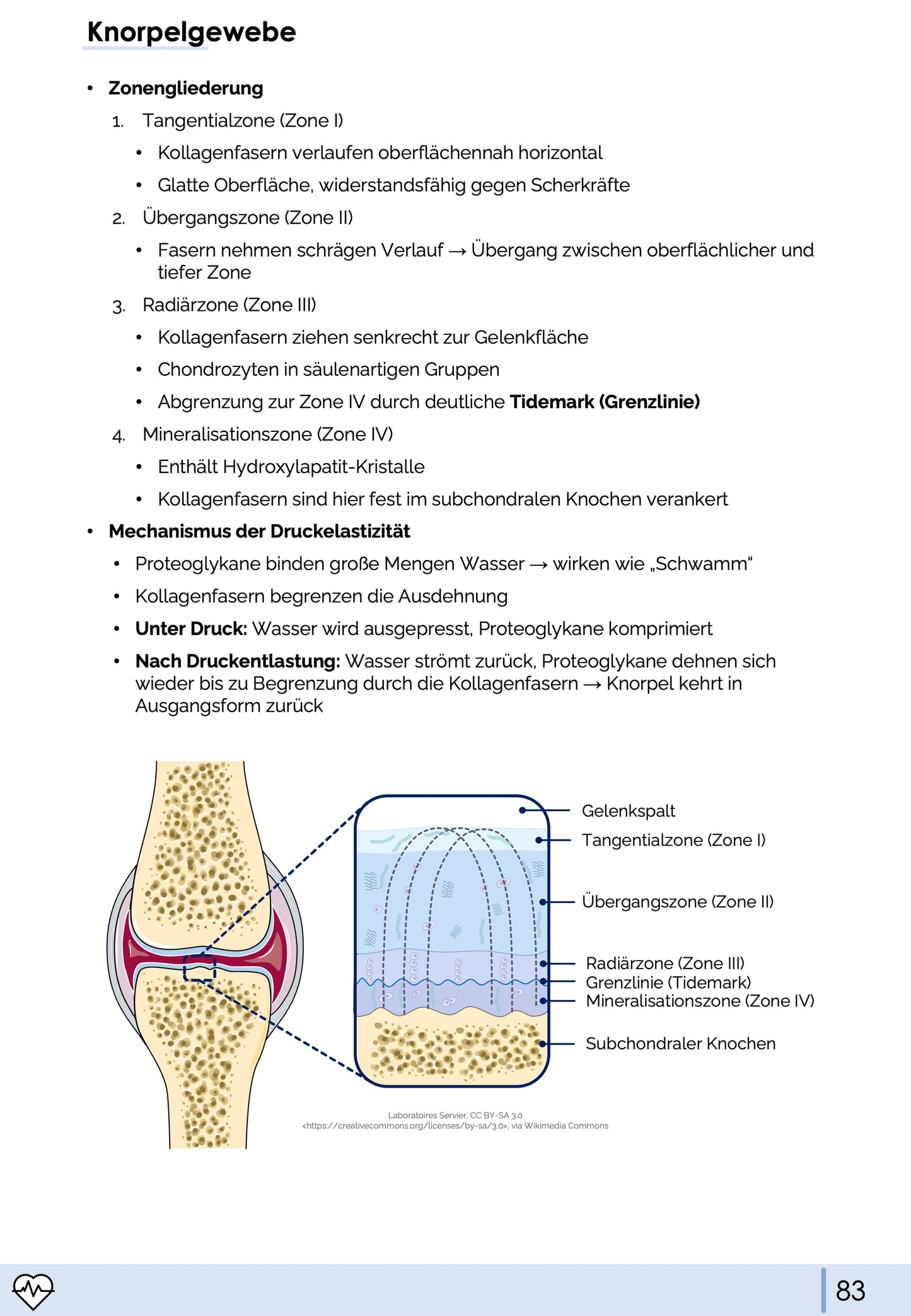 Histologie-Skript - Zytologie und Gewebelehre
