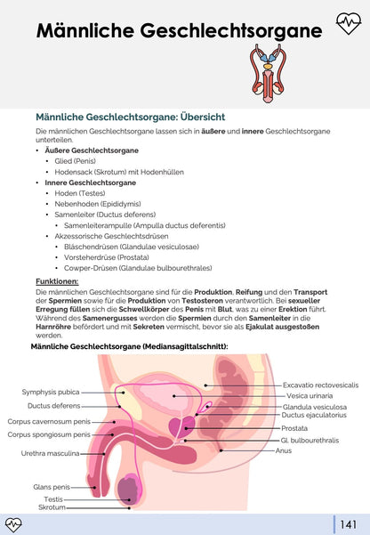 Anatomie II - Innere Organe
