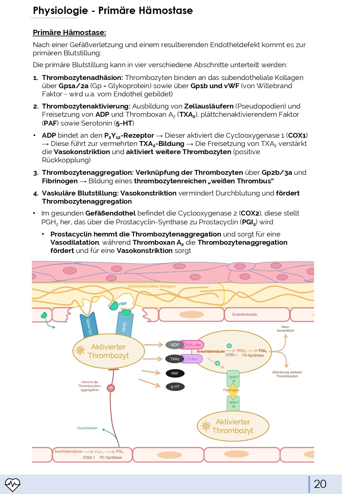 Physiologie-Skript Teil 4