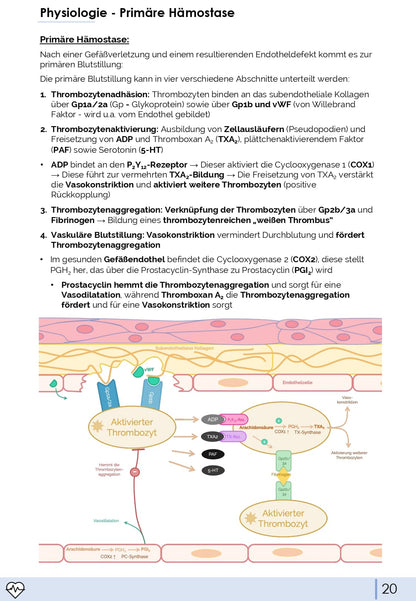 Physiologie-Skript Teil 4