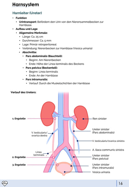 Anatomie II.III - Becken- und Geschlechtsorgane