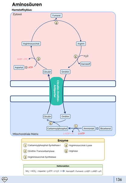 Biochemie-Skript Teil 1