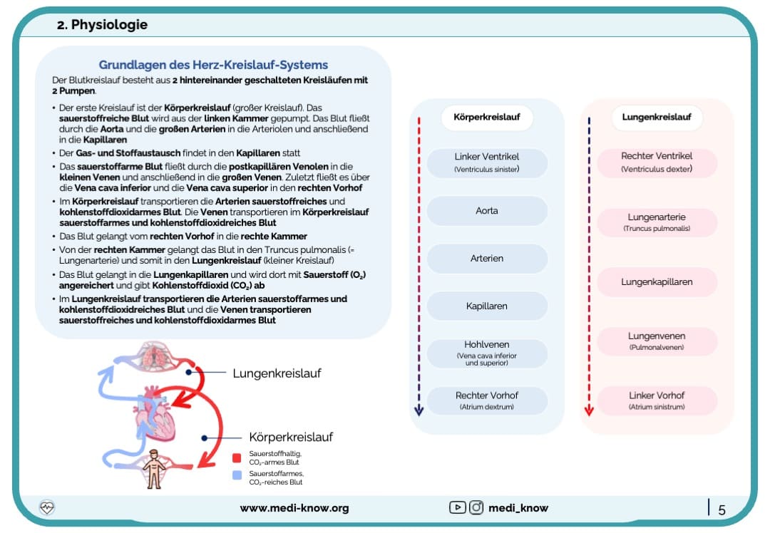 Herz (Physiologie) - Lernkarten