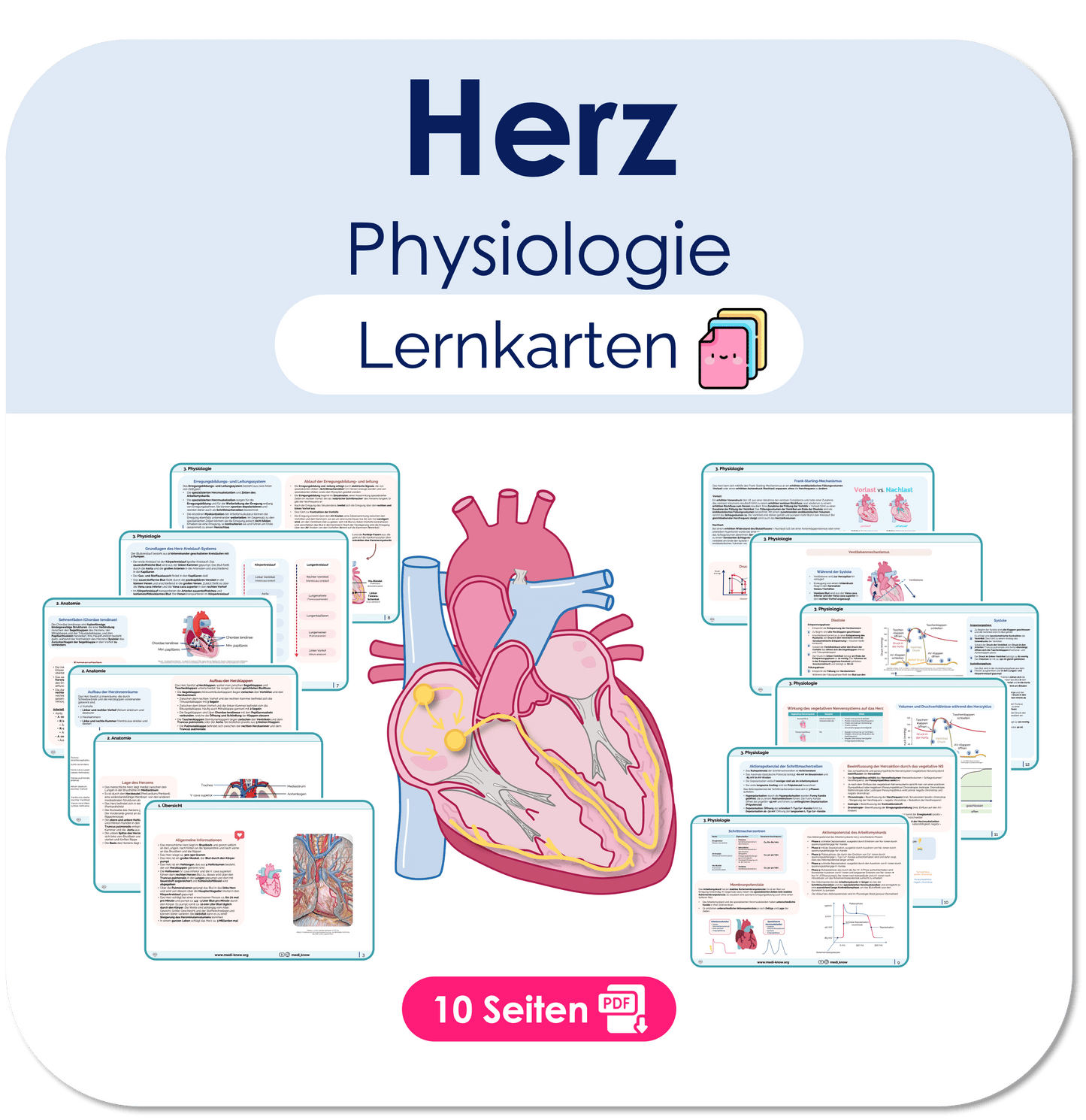 Herz Physiologie