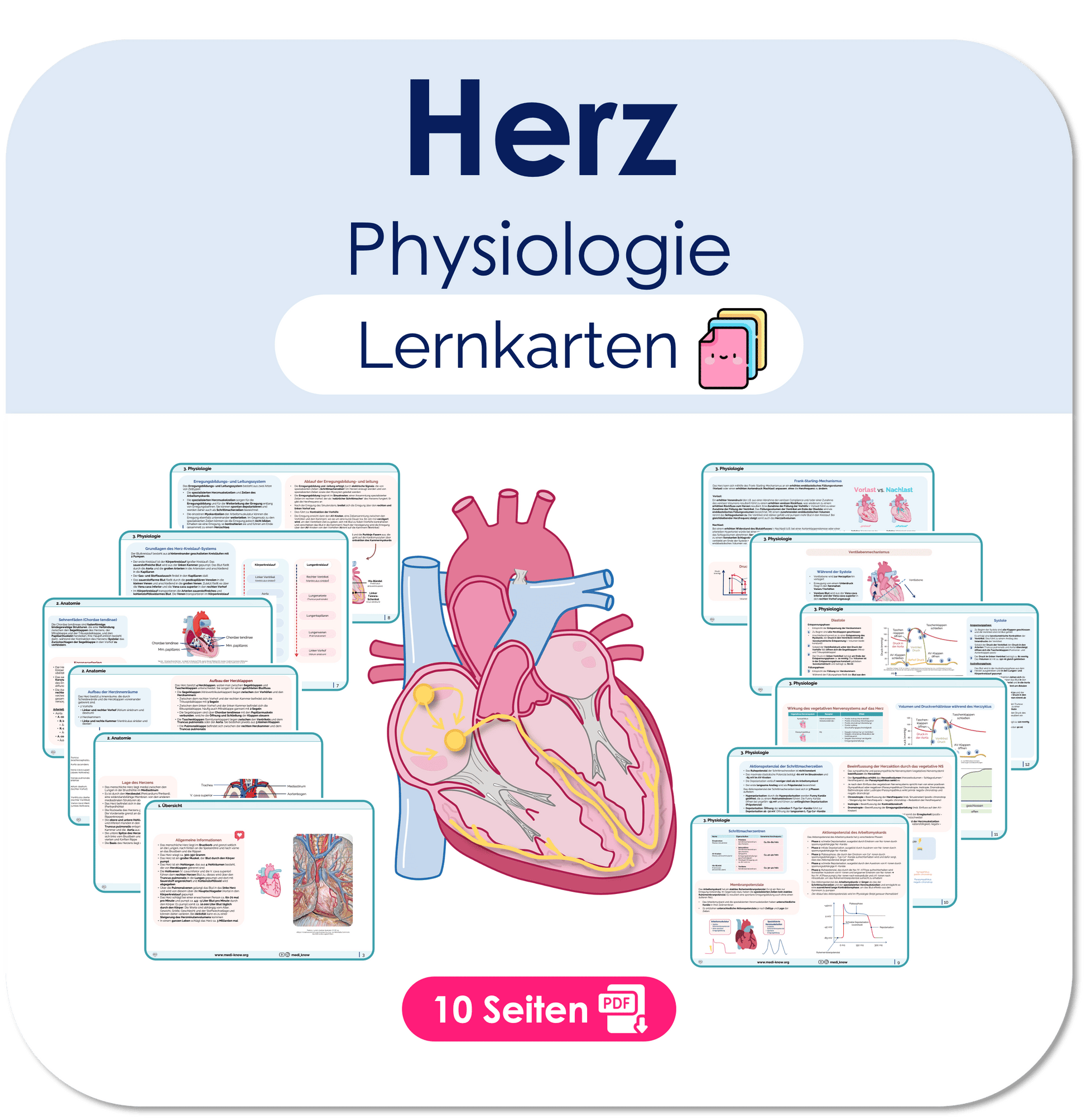 Herz Physiologie
