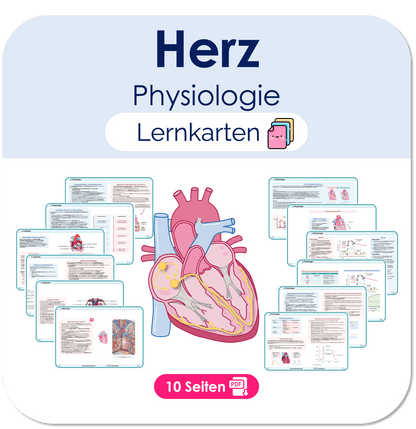 Herz Physiologie
