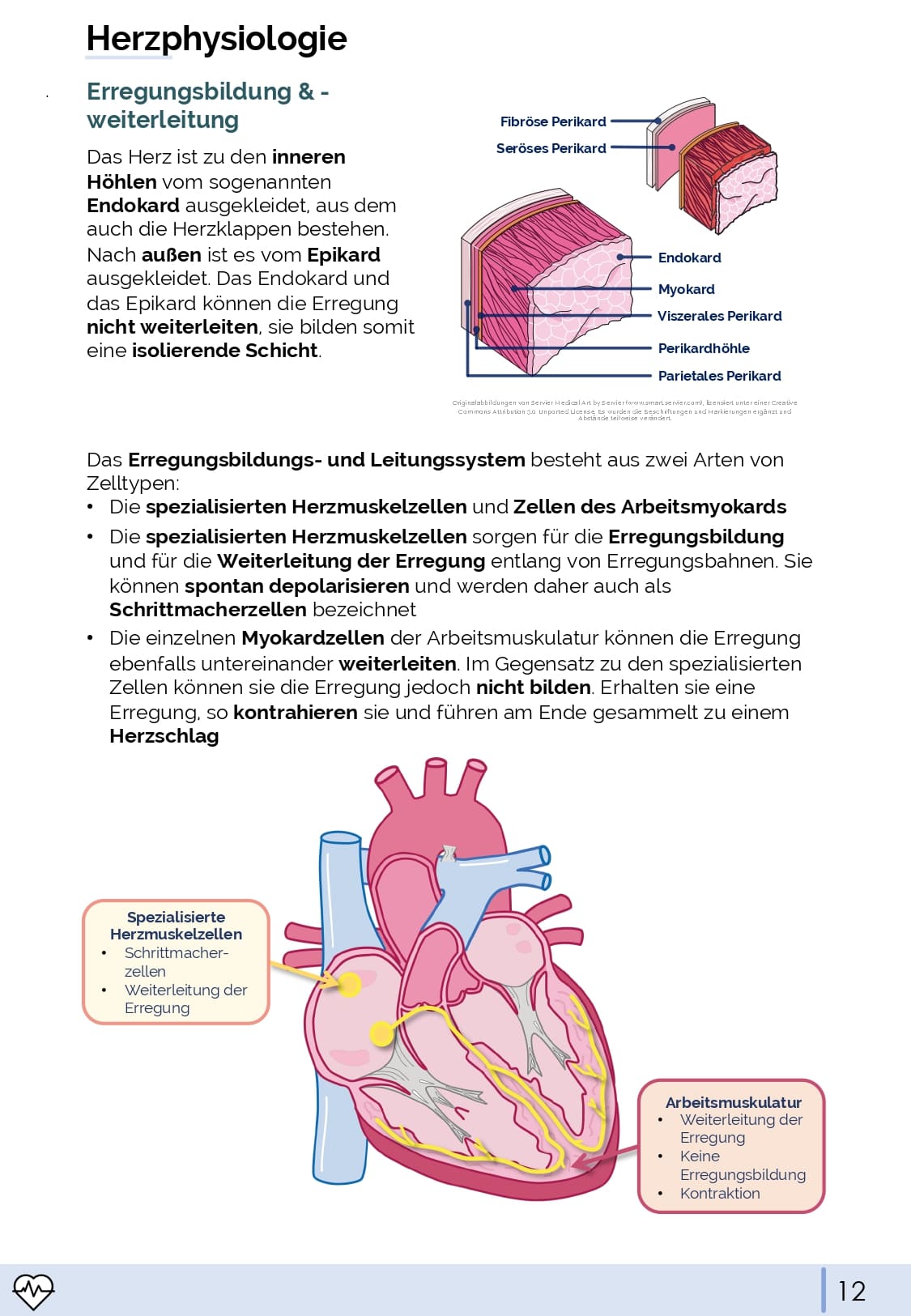 Physiologie-Skript Teil 1