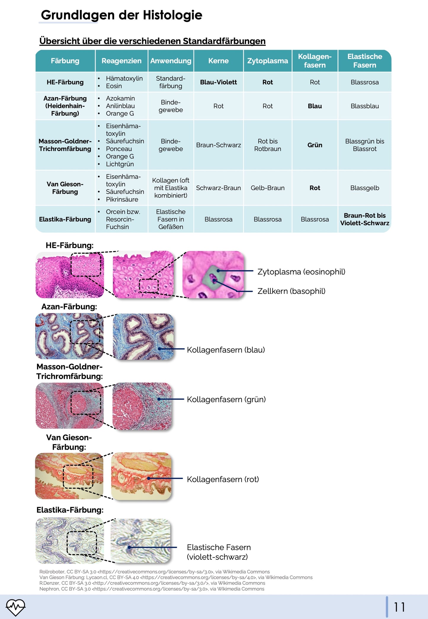 Histologie-Skript - Zytologie und Gewebelehre