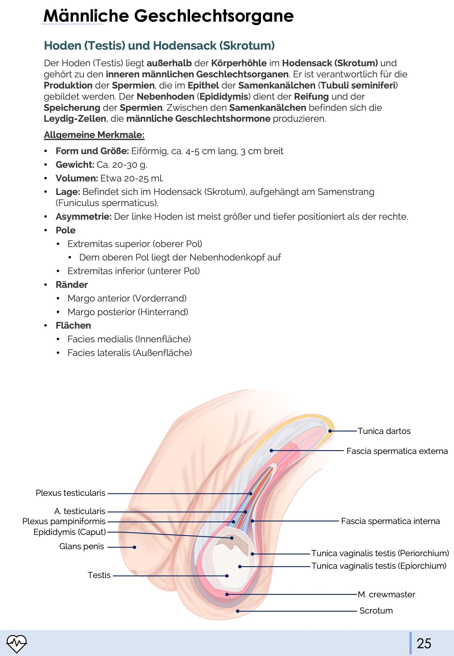 Anatomie II.III - Becken- und Geschlechtsorgane