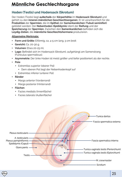 Anatomie II.III - Becken- und Geschlechtsorgane