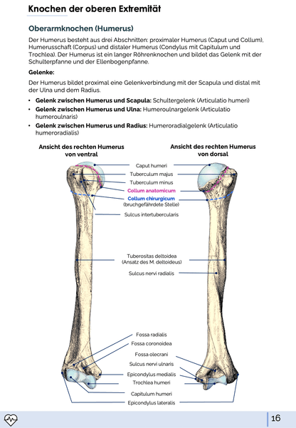 I. Anatomie - Allgemeine Anatomie und Bewegungsapparat - Medi Know