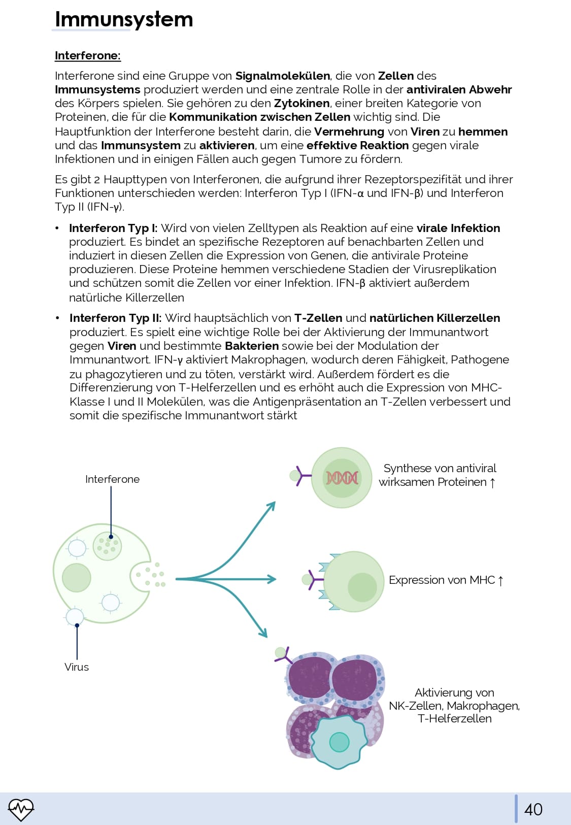 Physiologie-Skript Teil 4