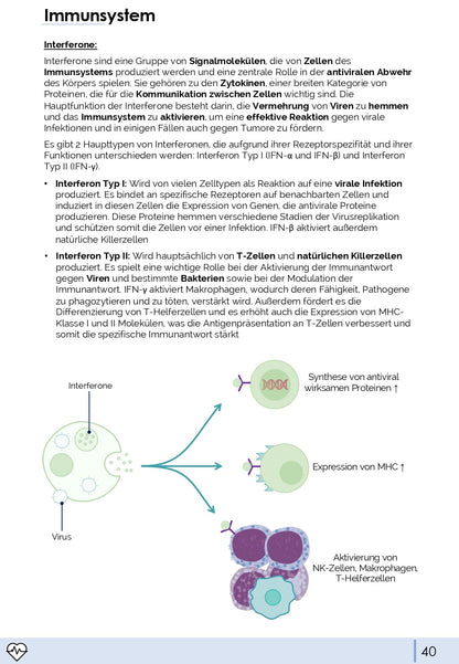 Physiologie-Skript Teil 4